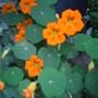 Lovely orange colour Nasturtium 