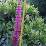  A tall Lupin Flower