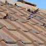 Swallows on my roof sunning theirselves