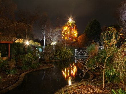 Peace on Earth and in my garden