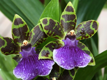 Flowers in My Garden: Plant Portraits Orchid - Zygopetalum 'Arthur Weir'