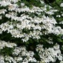 Hydrangea macrophylla 'Pengwyn' (Lacecap Group)