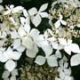 Hydrangea macrophylla 'Pengwyn' (Lacecap Group) close up