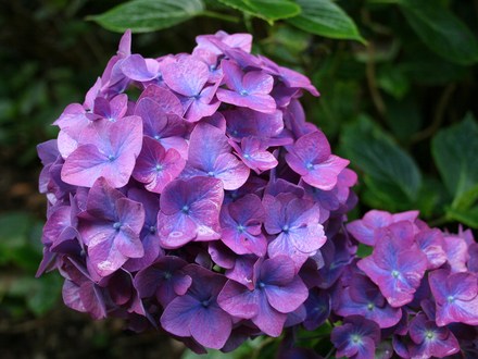 015.Hydrangea macrophylla 'Schadendorff's Perle' (Hortensia Group)