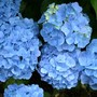Hydrangea macrophylla 'Blue Bonnet' (Hortensia Group)