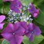 Hydrangea macrophylla 'Geoffrey Chadbund' (Lacecap Group)