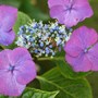Hydrangea macrophylla 'Geoffrey Chadbund' (Lacecap Group)