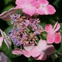 Hydrangea macrophylla 'Bauling' (Lacecap Group)