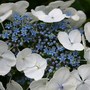Hydrangea macrophylla 'Veitchii' (Lacecap Group)