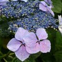 Hydrangea macrophylla 'Mariesii Lilacina' (Lacecap Group)