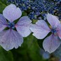 Hydrangea macrophylla 'Juno' (Lacecap Group)