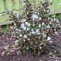 Coprosma__karo_red_