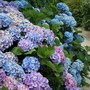Hydrangea macrophylla (Hortensia Group) 
