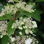 Hydrangea panniculata 'Last Post'