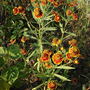 Dsc_0900_daisy-like_flwrs