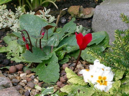 Spring flowers in Autumn! (cyclamen    polyanthus)