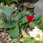 Summer_garden_2008__finn_and_popps_188