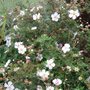 Potentilla fruticosa 'Abbotswood' (Potentilla fruticosa 'Abbotswood')