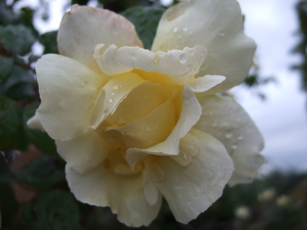 Cream Rose (Rosa)