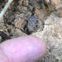 Toad_baby_finger_8-11-08