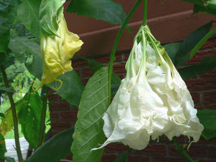 Angel Trumpet 