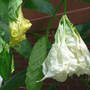 Brug_shredded_white_8-11-08_exc_sm