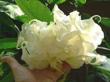 Angel Trumpet 