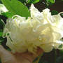 Brug_shredded_white_8-25-08_inside_sm
