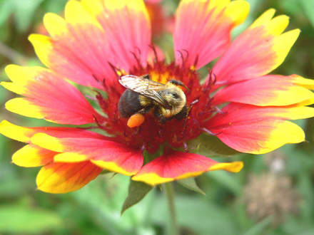 Bumblebee  (Gaillardia aristata (Blanketflower) 