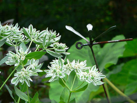 Snow-on-the-Mountain (Euphorbia marginata)