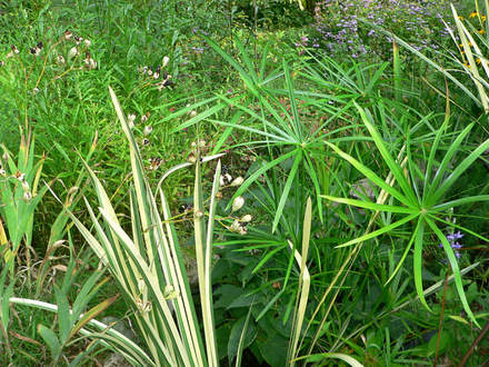 Frog Pool Area (Cyperus alternifolious)