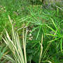 Frog_pool_rush_umbrella_palm_lizzard_s_tail_9-02-08_sm