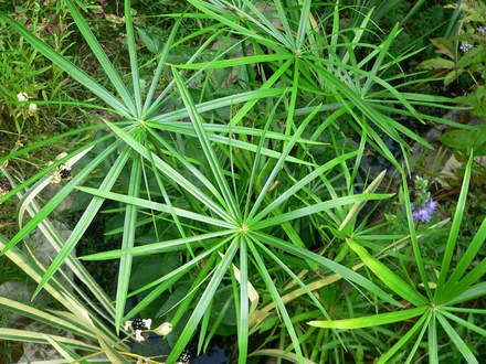 Umbrella Palm (Cyperus alternifolious)