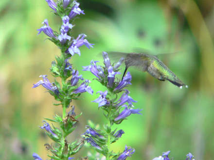 Hummer and Great Blue Lobelia (Lobelia siphilitica)