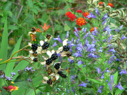 Blackberry Lily Great Blue Lobelia (Balemcanda chinesis)