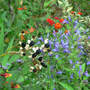 Blackberry_lily_gb_lobelia_9-03-08_good_sm