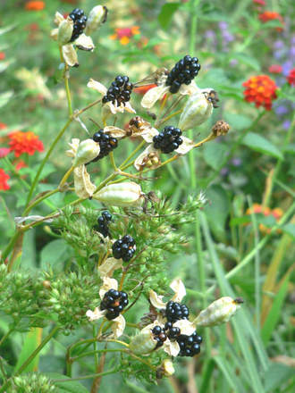 Blackberry Lily (Balemcanda chinesis)