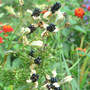 Blackberry Lily (Balemcanda chinesis)