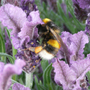 P1010775_edited-1.jpg