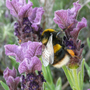 P1010850_edited-1.jpg