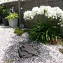 A garden flower photo