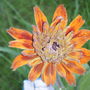 2008_0831aug17-310019