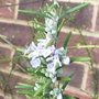 Rosmarinus_officinalis__miss_jessop_s_upright_