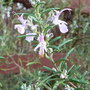 Rosmarinus_officinalis__roseum_