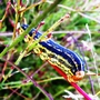 Caterpillar 4