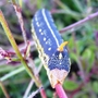 Caterpillar 4a
