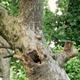 Gar44_nuthatch_006