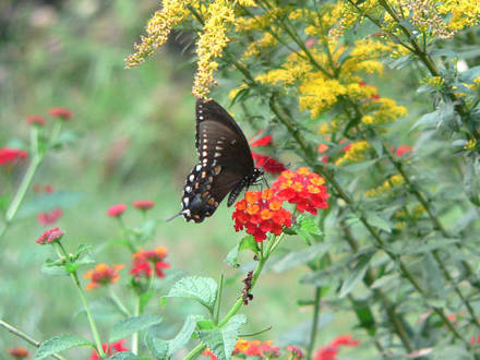 Spicebush Swallowtail Butterfly (Lantana camara (Lantana) 
