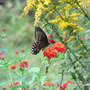 Spicebush_st_lantanagoldenrod_9-05-08_sm_exc