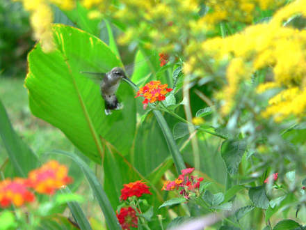 Ruby-throated Hummingbird  (Lantana camara (Lantana) 